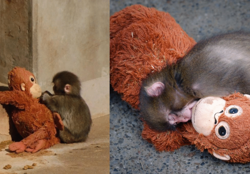 Formato para imagen Nota (1)