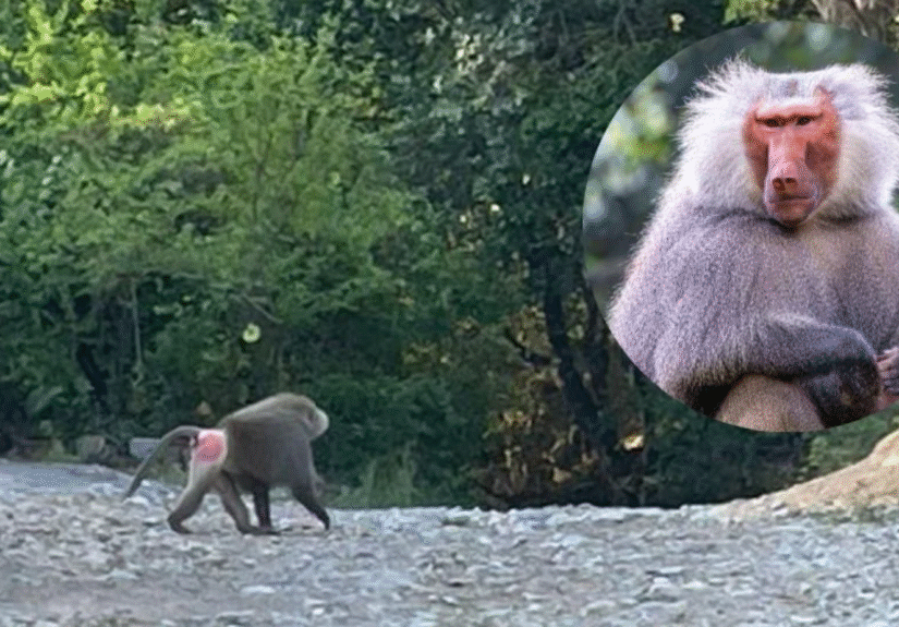 Formato para imagen Nota (2)