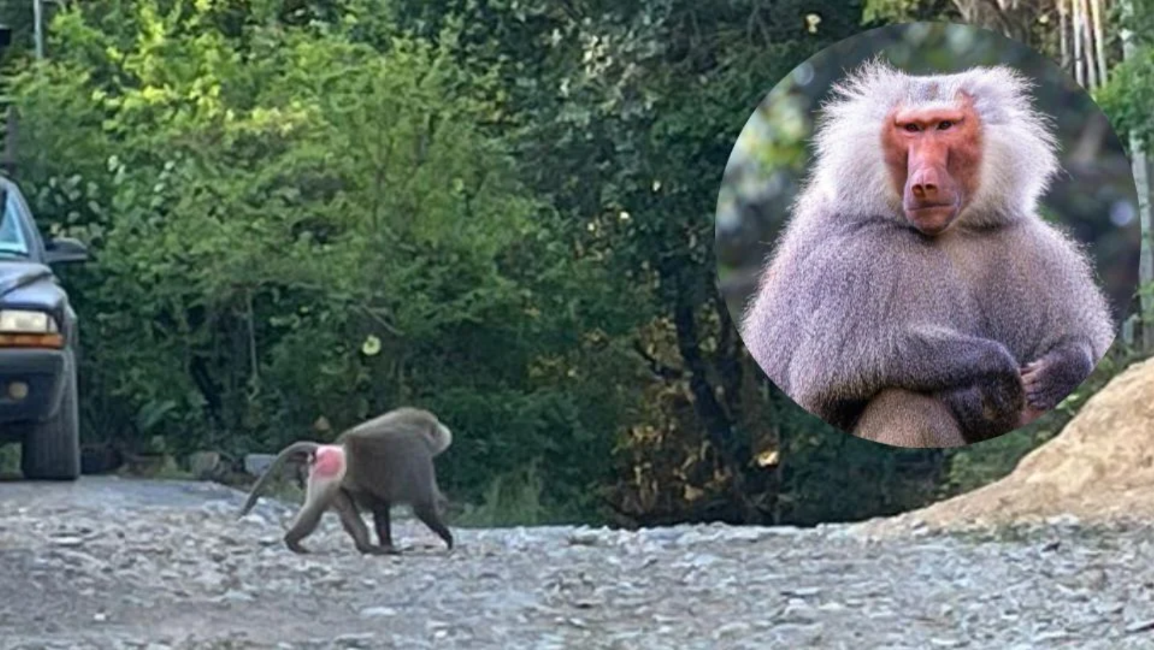 Formato para imagen Nota (2)