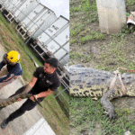 Formato para imagen Nota (7)