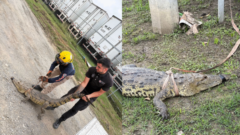 Formato para imagen Nota (7)